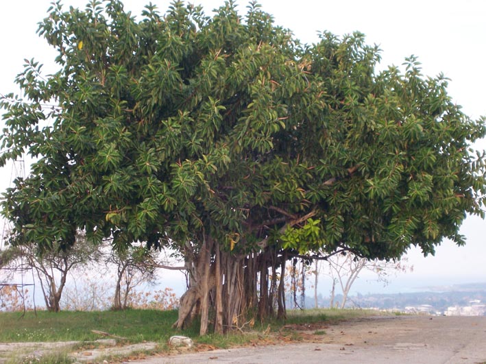 Mango Tree